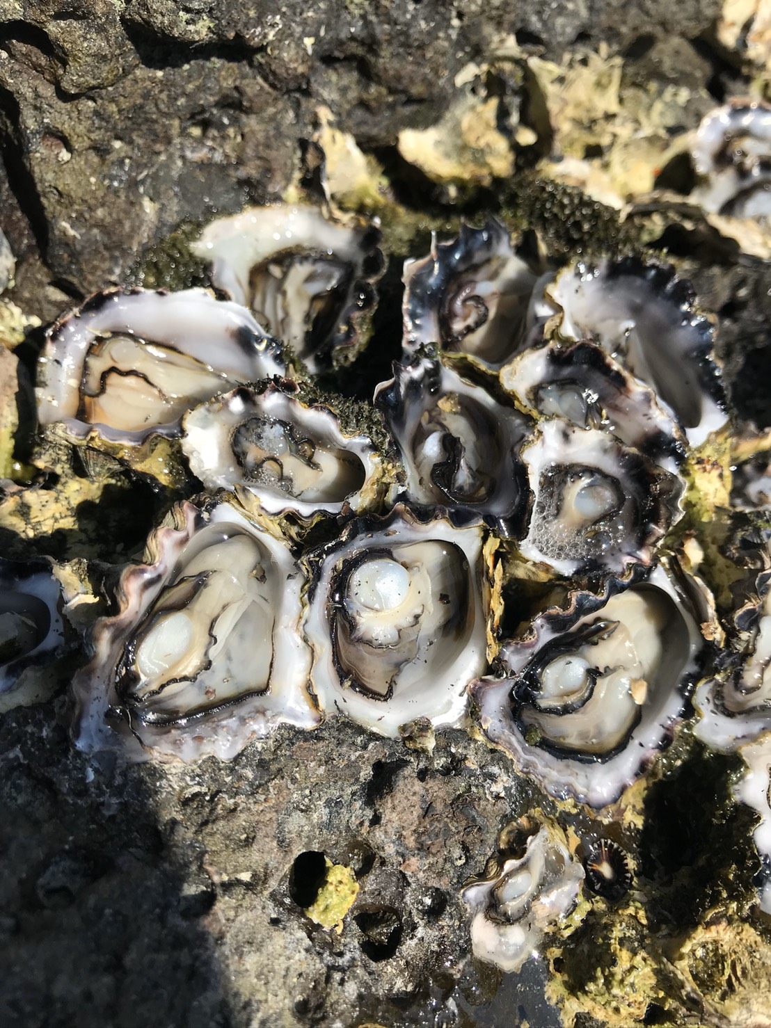 澎湖旅遊-龍蝦島